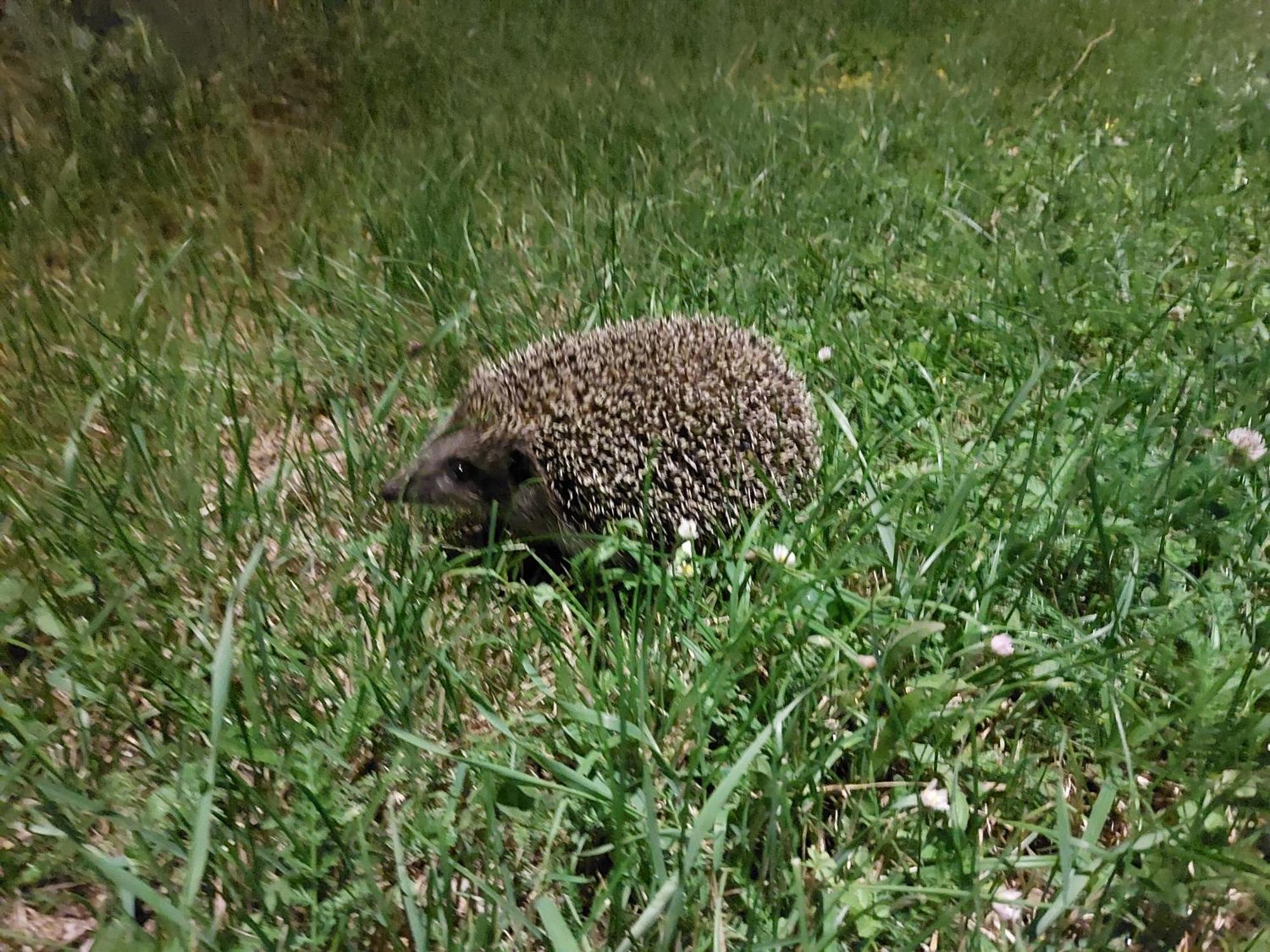 Andjelija